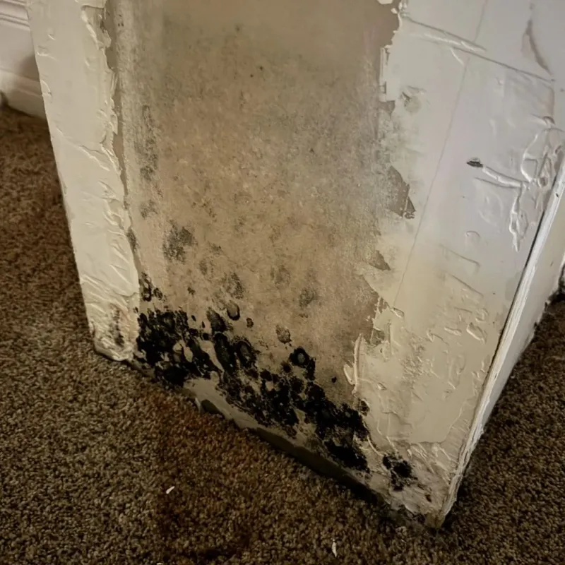 Professional Mold Removal in Oakley, KS